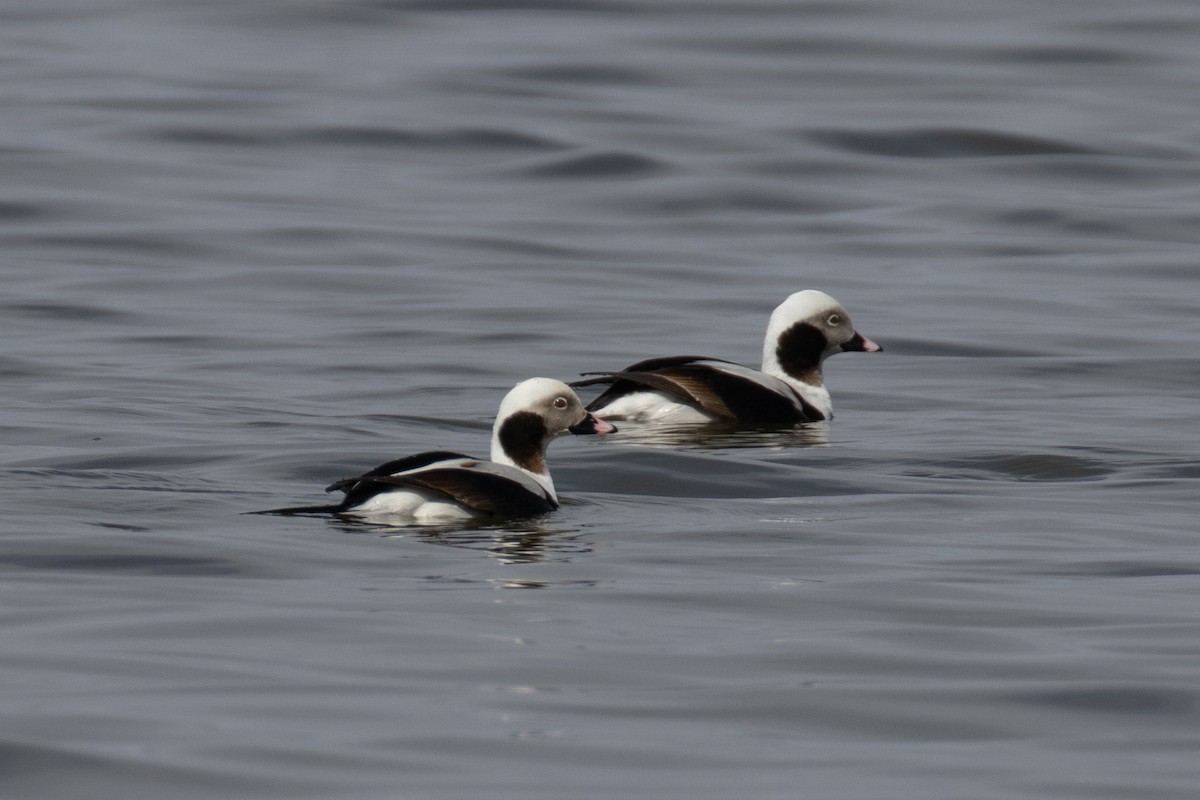 Long-tailed Duck - ML555129121