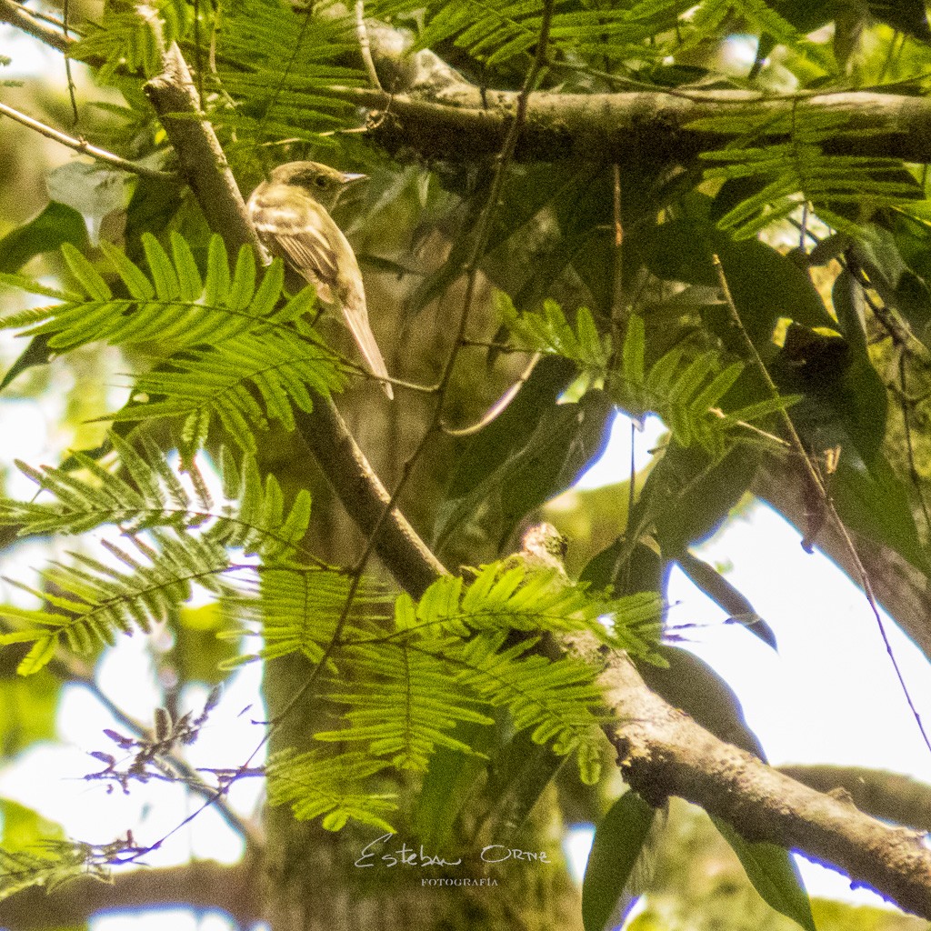 Ochre-bellied Flycatcher - ML555129161