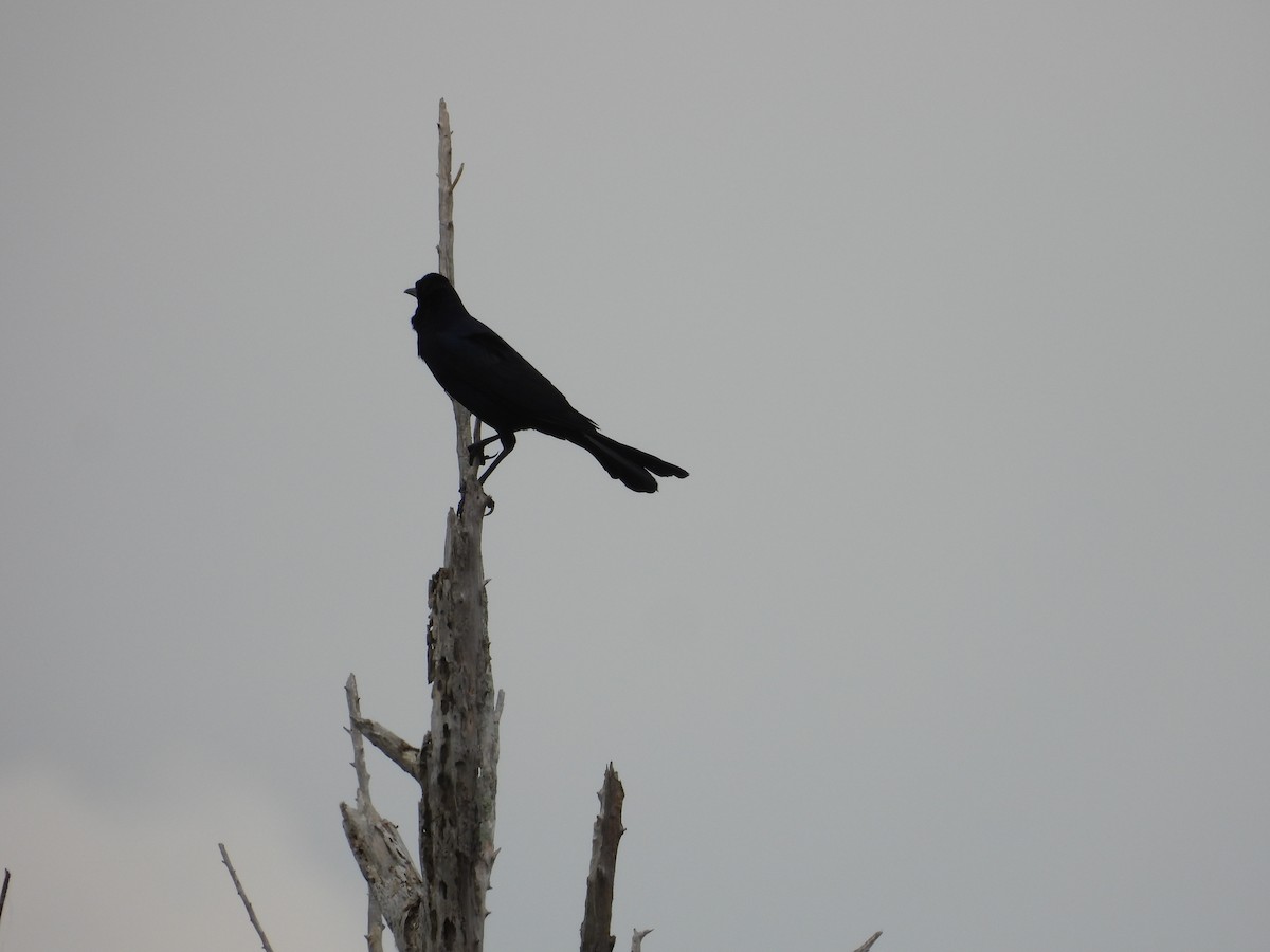 Boat-tailed Grackle - ML555129521