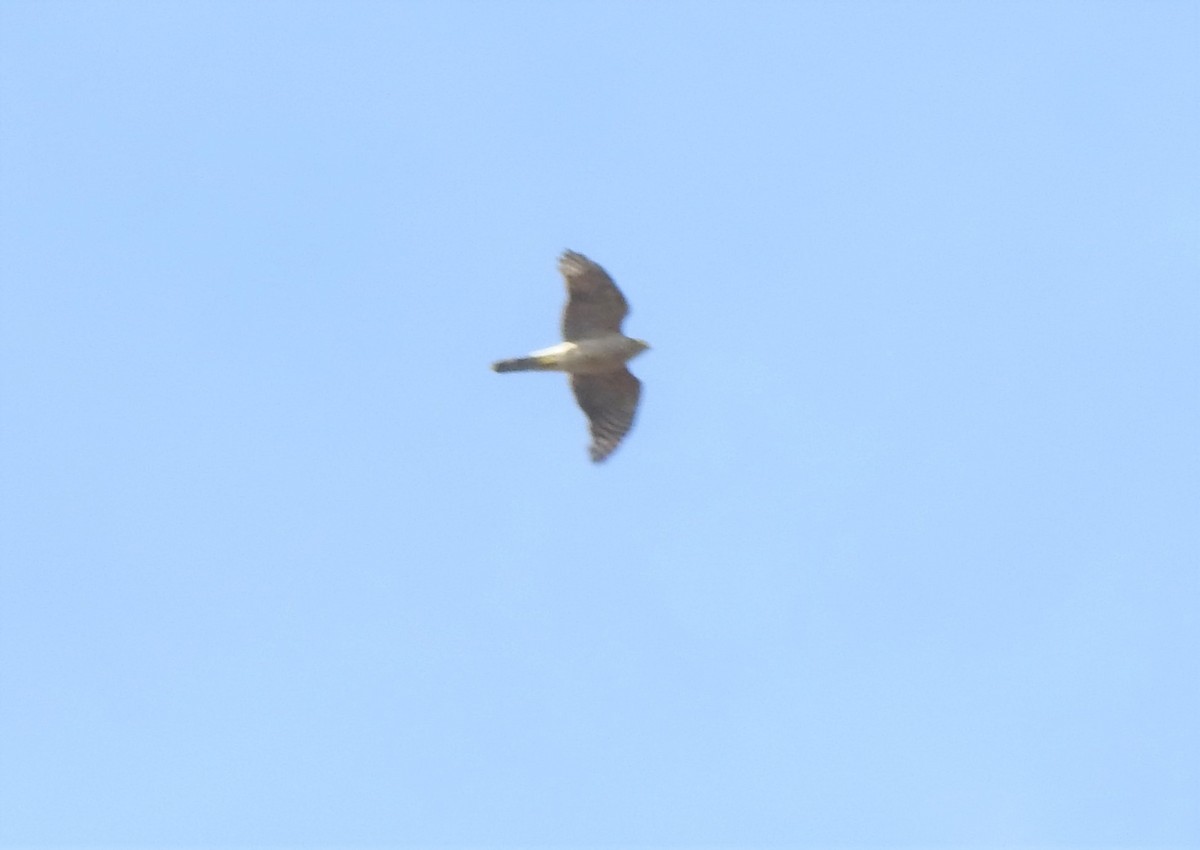 Sharp-shinned Hawk - ML555130411