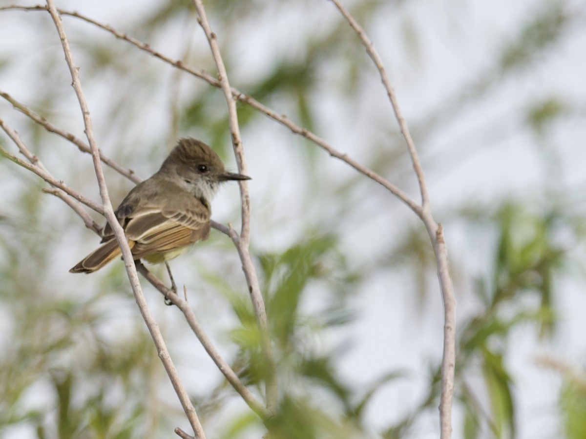 Dusky-capped Flycatcher - ML555131891