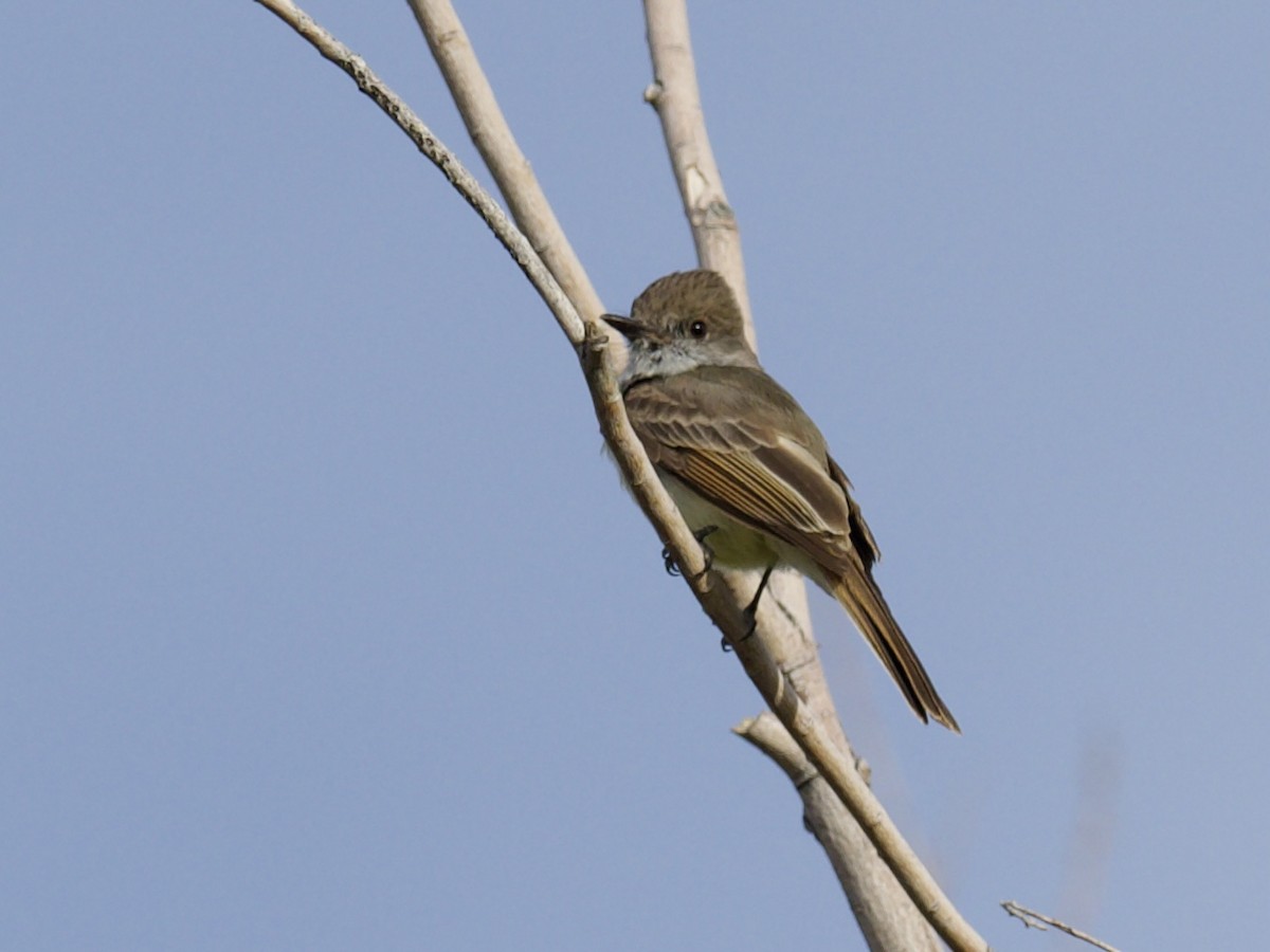 Dusky-capped Flycatcher - ML555131901