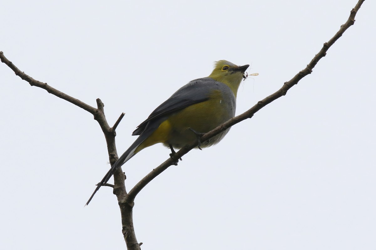 Long-tailed Silky-flycatcher - ML555133411