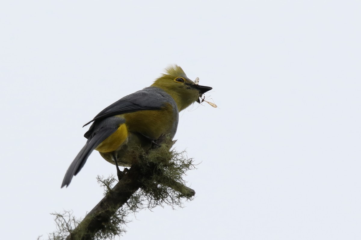 Long-tailed Silky-flycatcher - Jeffrey Timmer