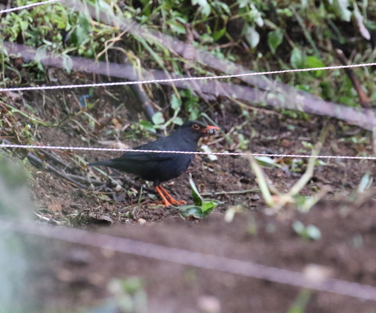 Indian Blackbird - ML555133641