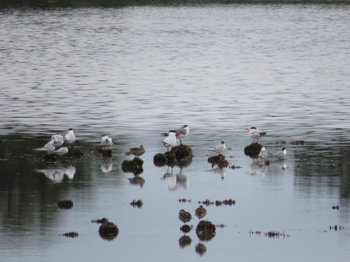 Caspian Tern - ML555134301