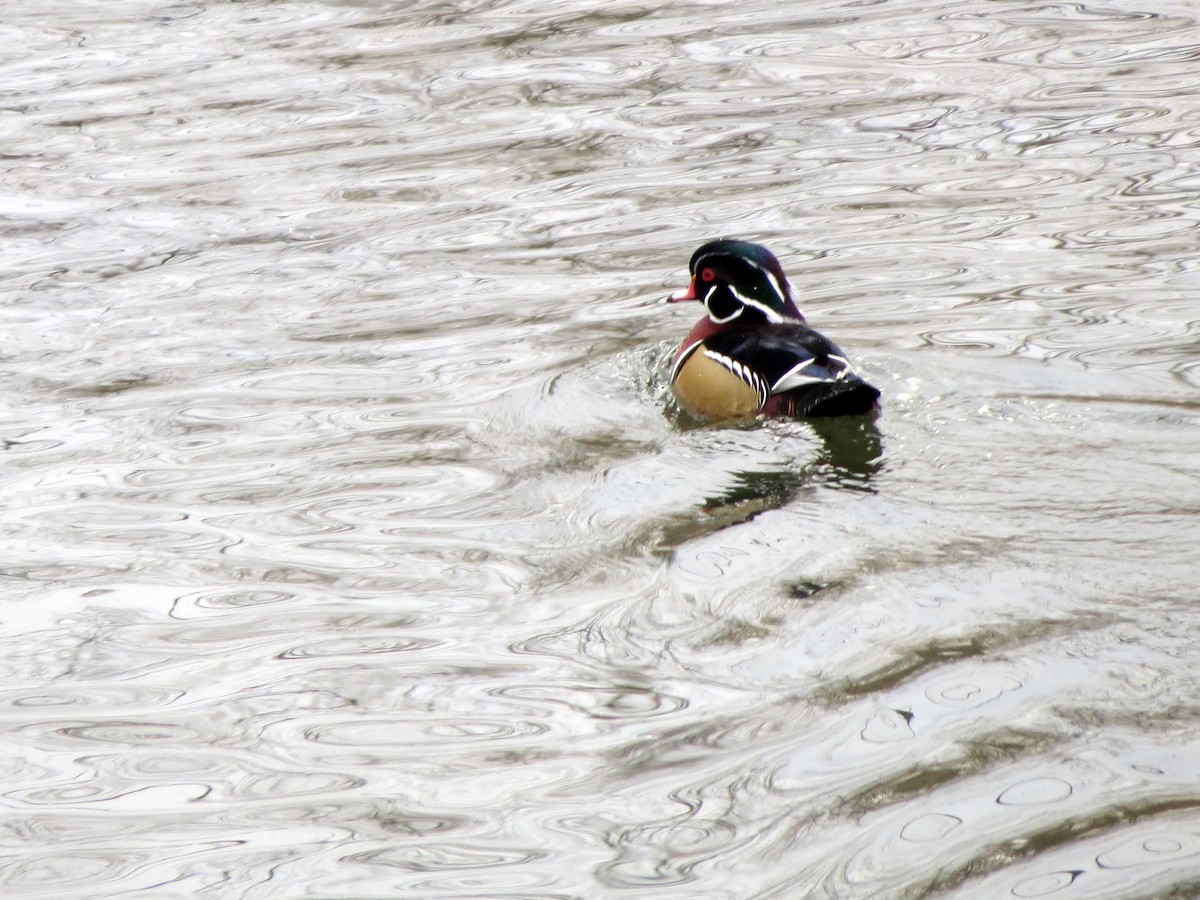 Wood Duck - ML555135001