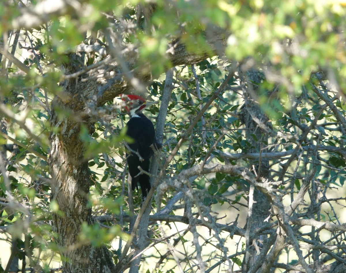 Black-bodied Woodpecker - Juan Gómez Carrillo