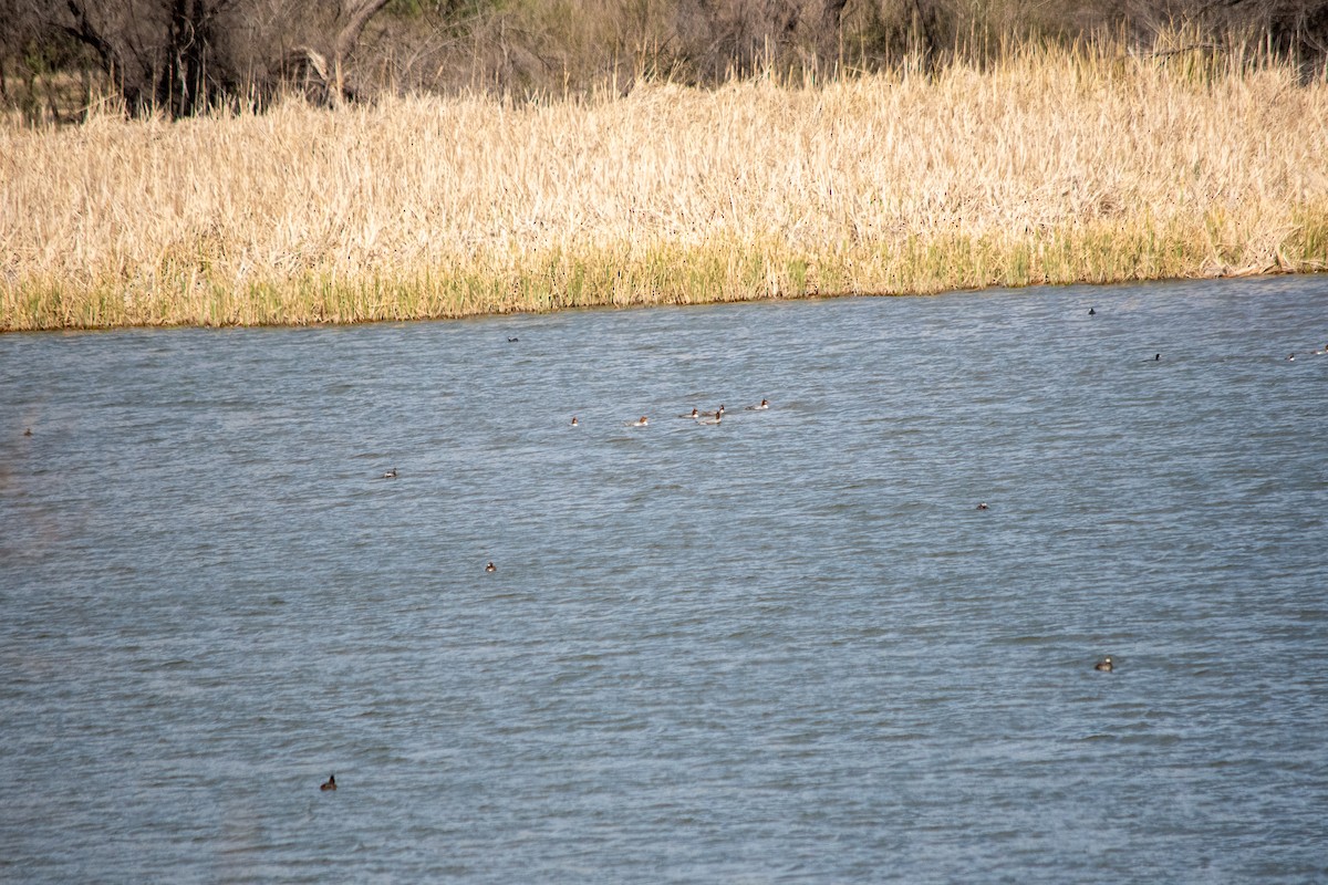 Common Merganser - ML555136731