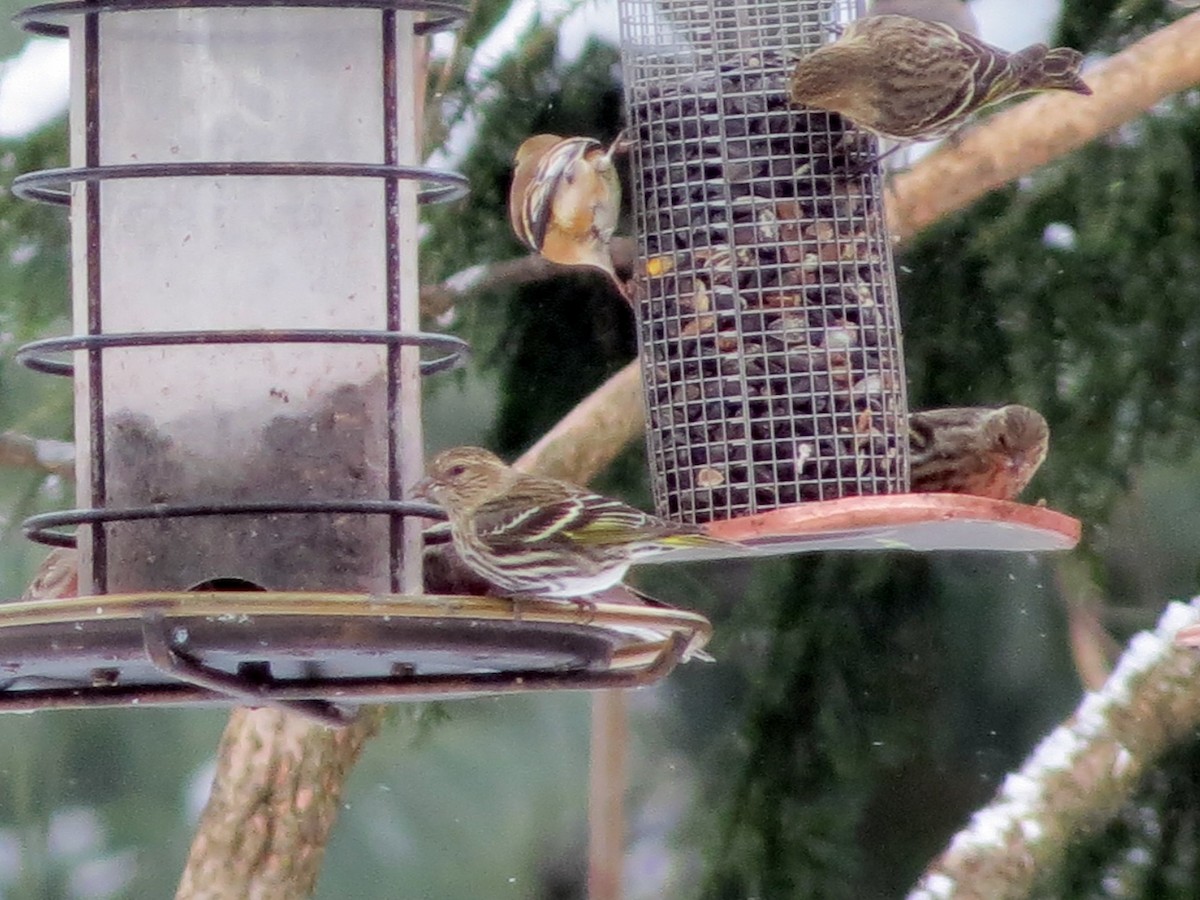 Pine Siskin - ML555137171