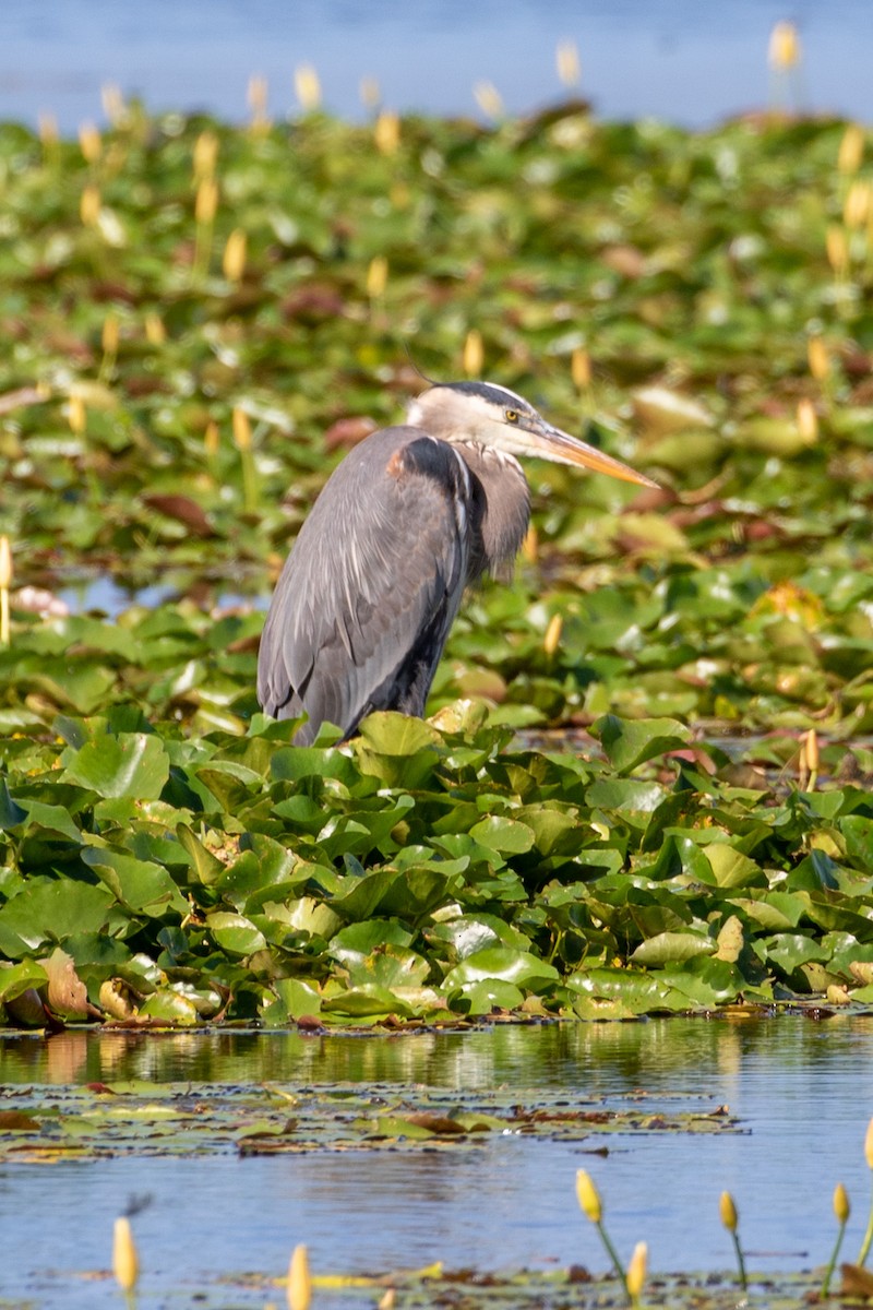 Great Blue Heron - Camille James