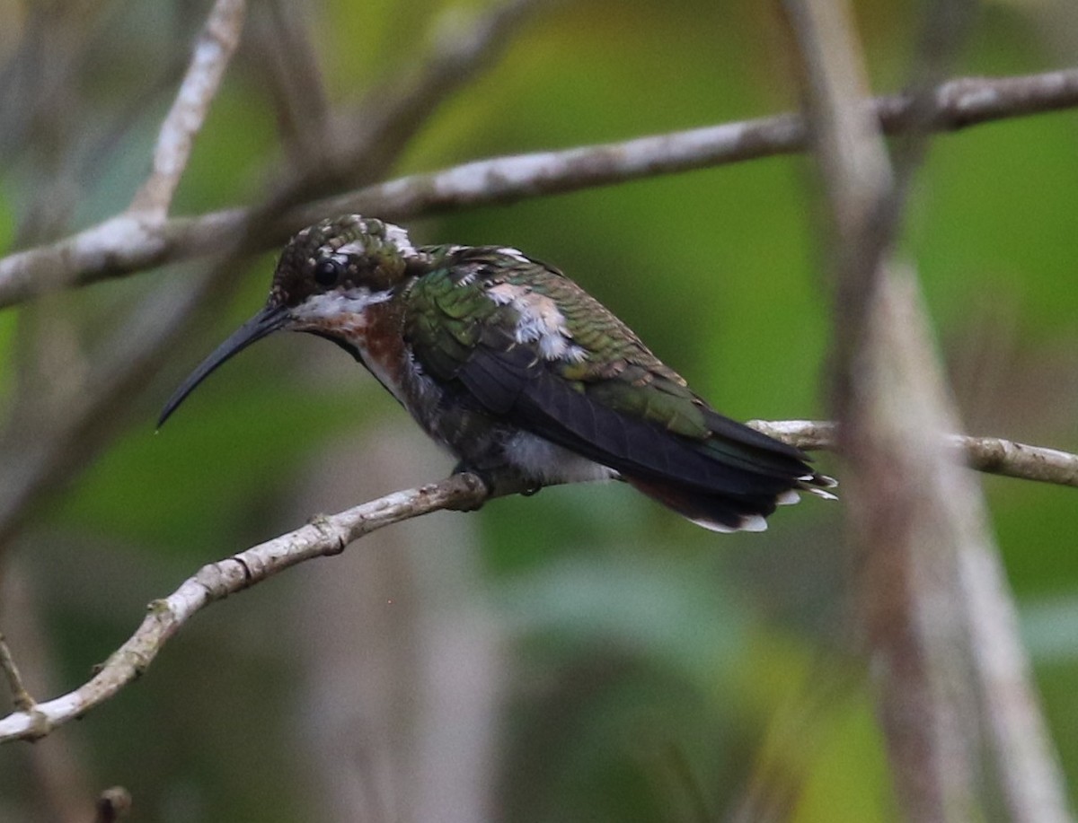 Green-throated Mango - ML555137831