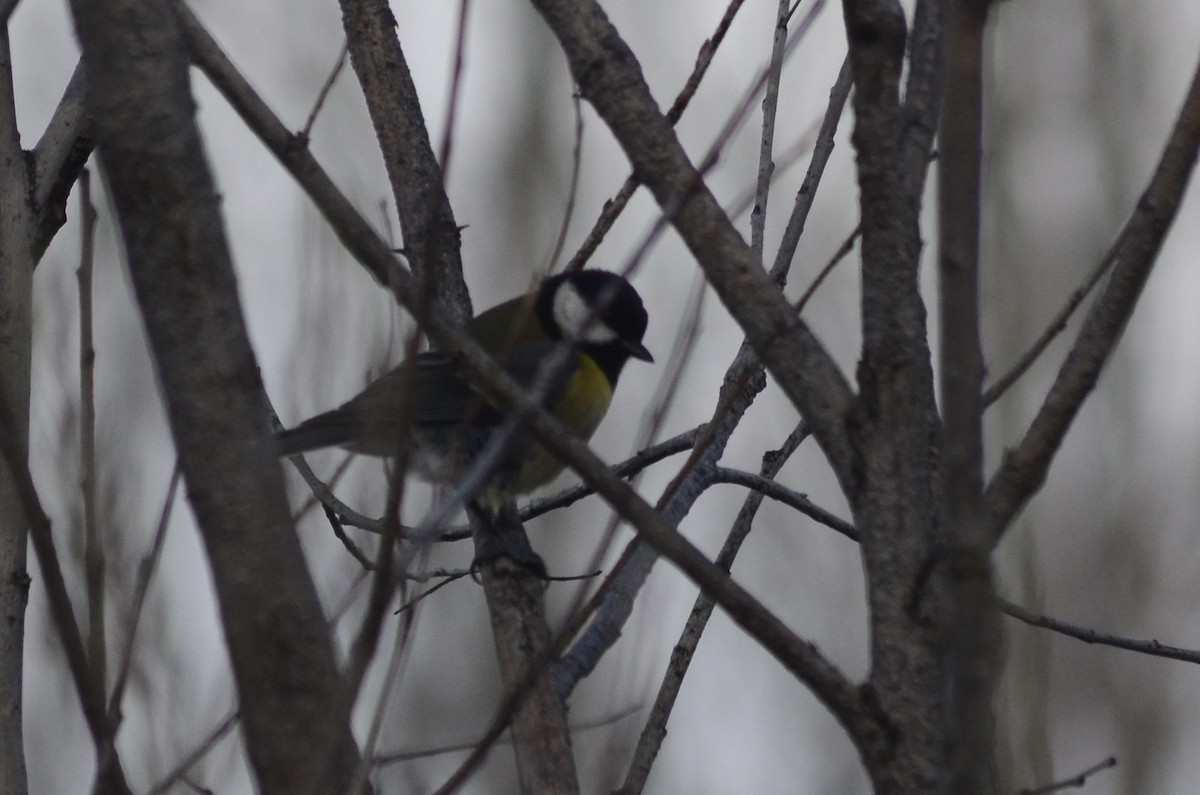 Great Tit - Murat Kağan Karayiğit