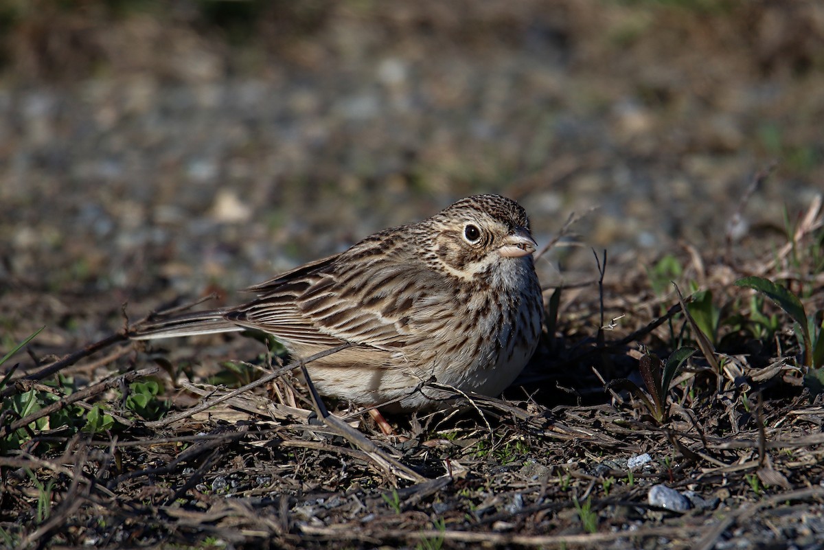 Vesper Sparrow - ML555141511