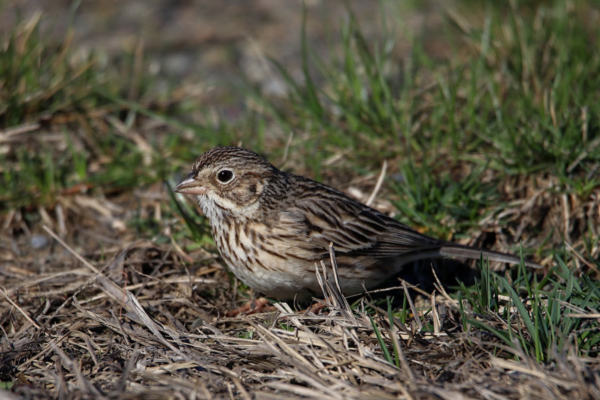 Vesper Sparrow - ML555141531