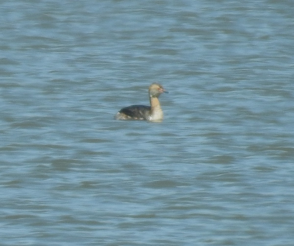 Horned Grebe - ML555142491