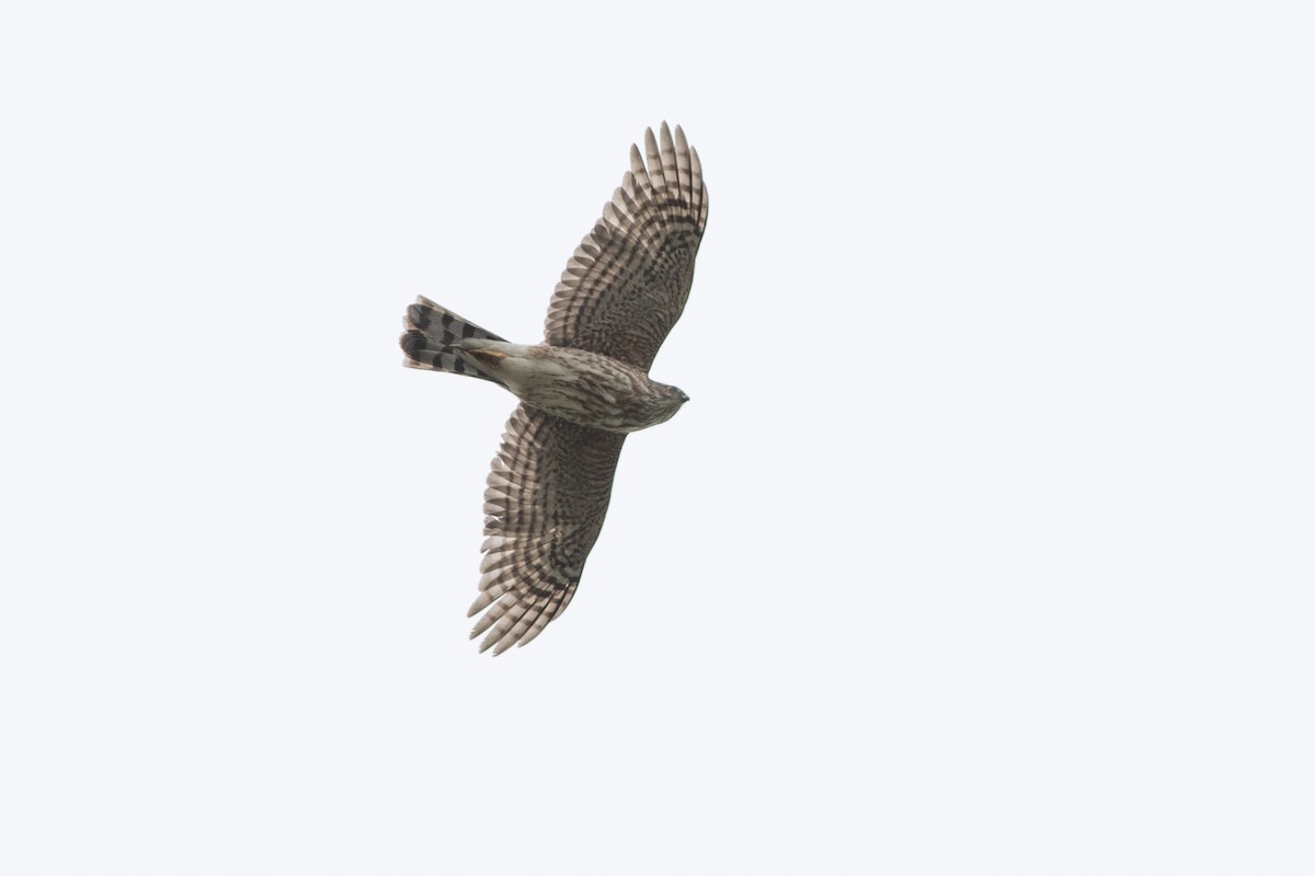 Sharp-shinned Hawk - ML555142571