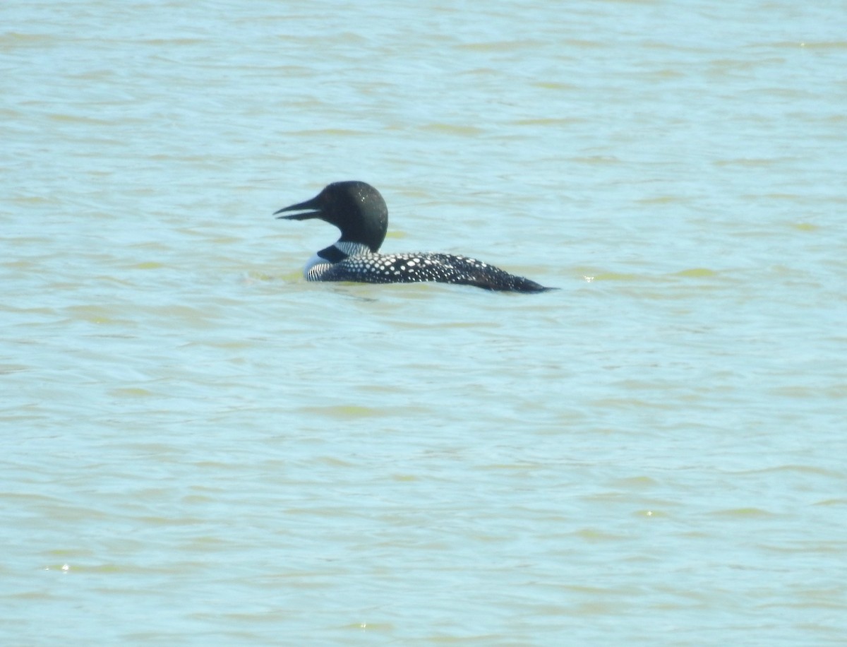 Common Loon - ML555142741