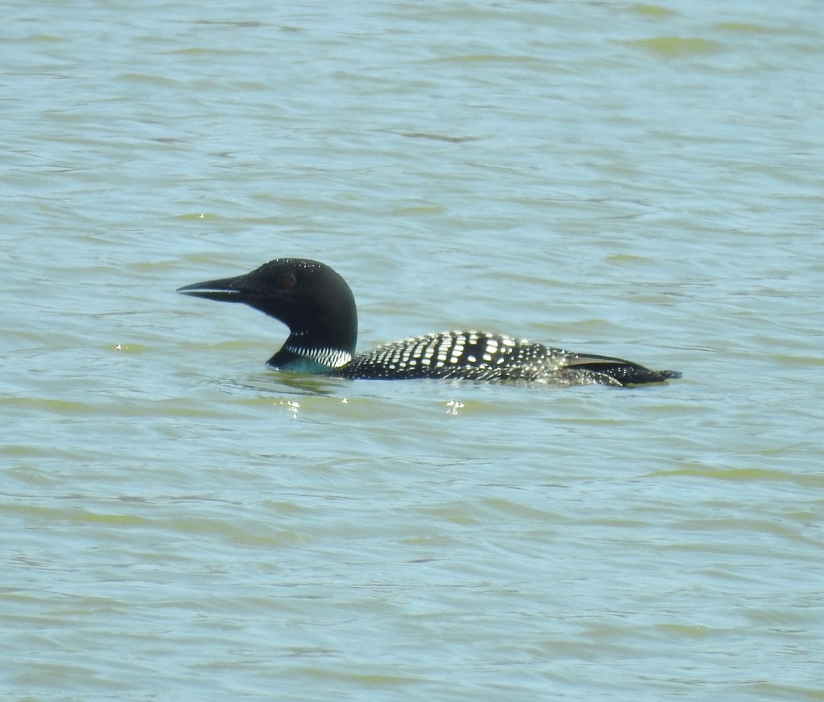 Common Loon - ML555142751