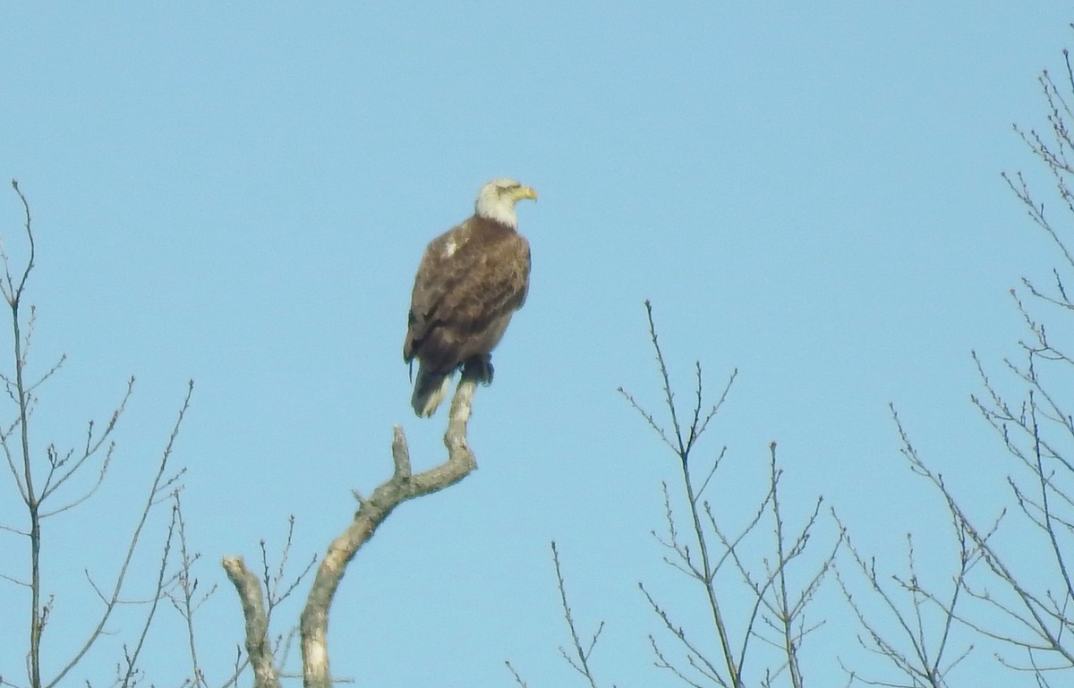 Bald Eagle - ML555143061