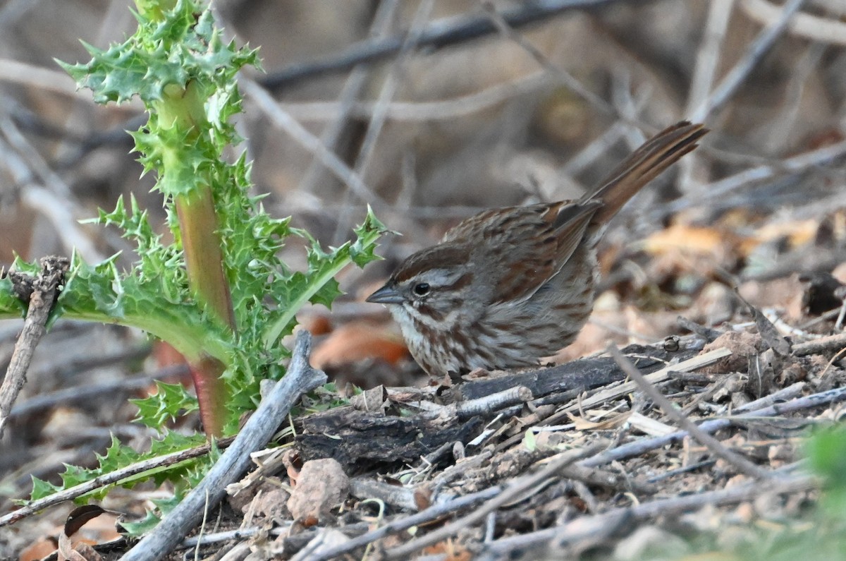 Song Sparrow - ML555143671