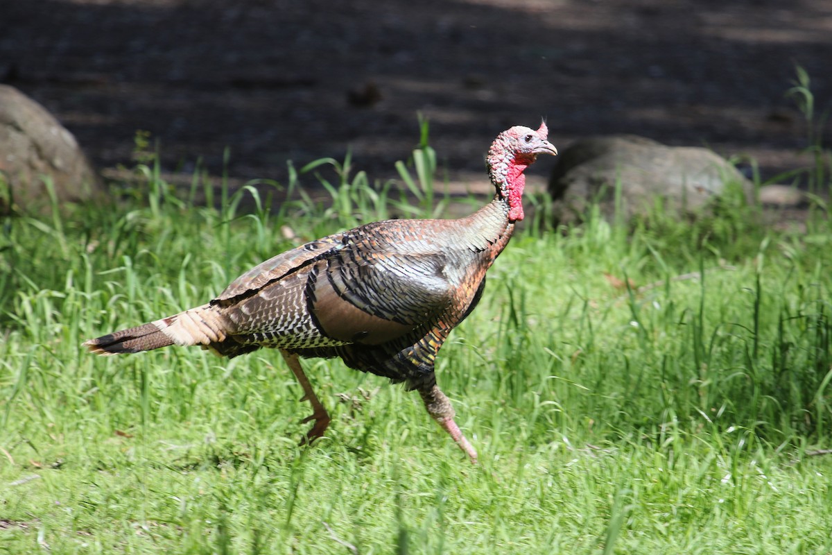 Wild Turkey - ML555144581