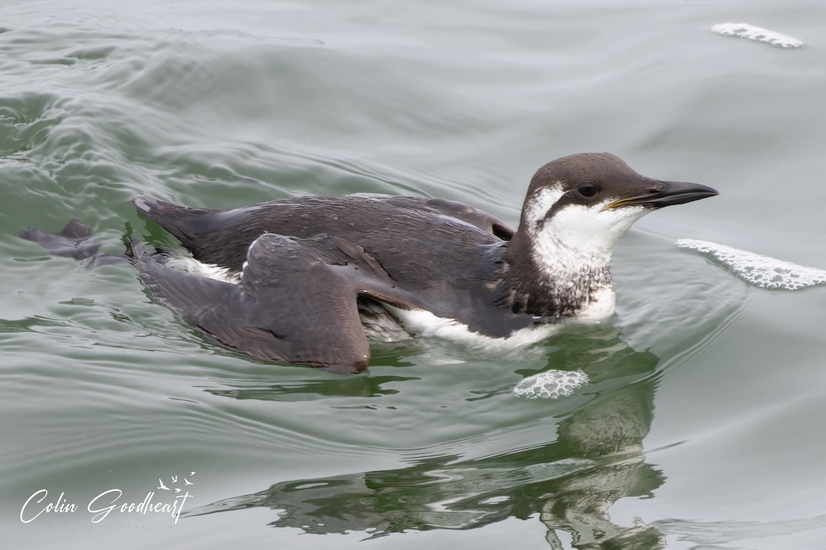 alkoun úzkozobý - ML555147281