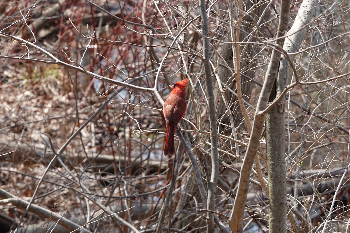 Northern Cardinal - ML555147461