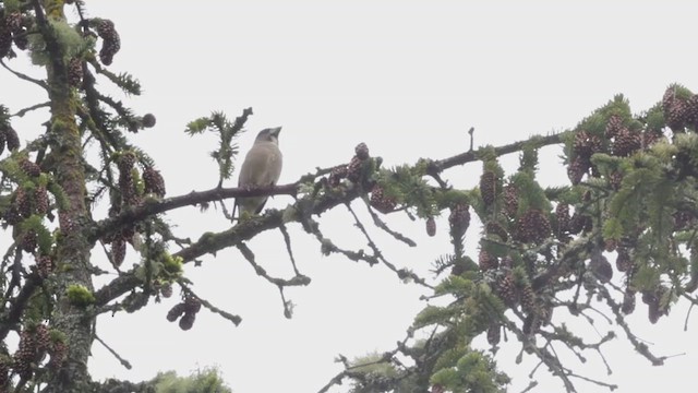 Evening Grosbeak - ML555147651