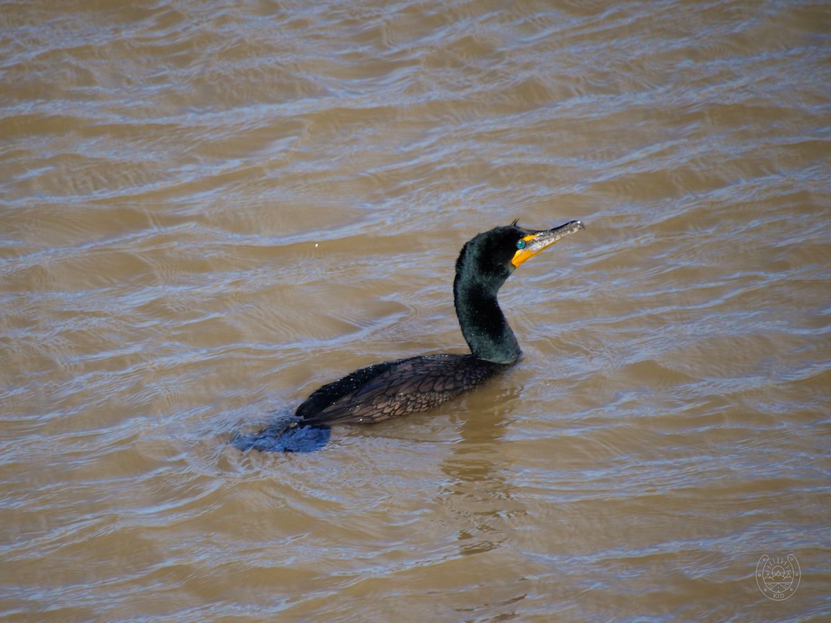 Double-crested Cormorant - ML555147901