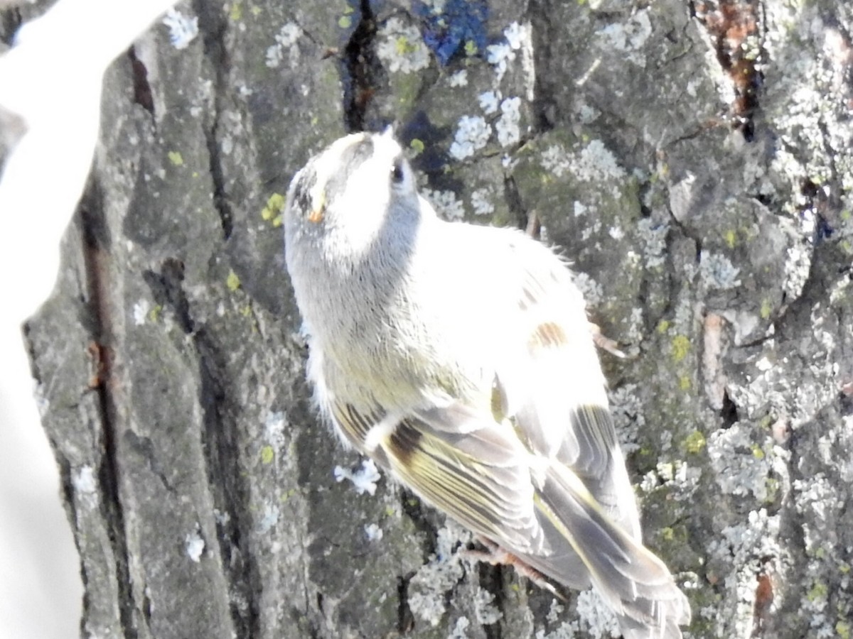 Golden-crowned Kinglet - André St Pierre Aline Beauchemin