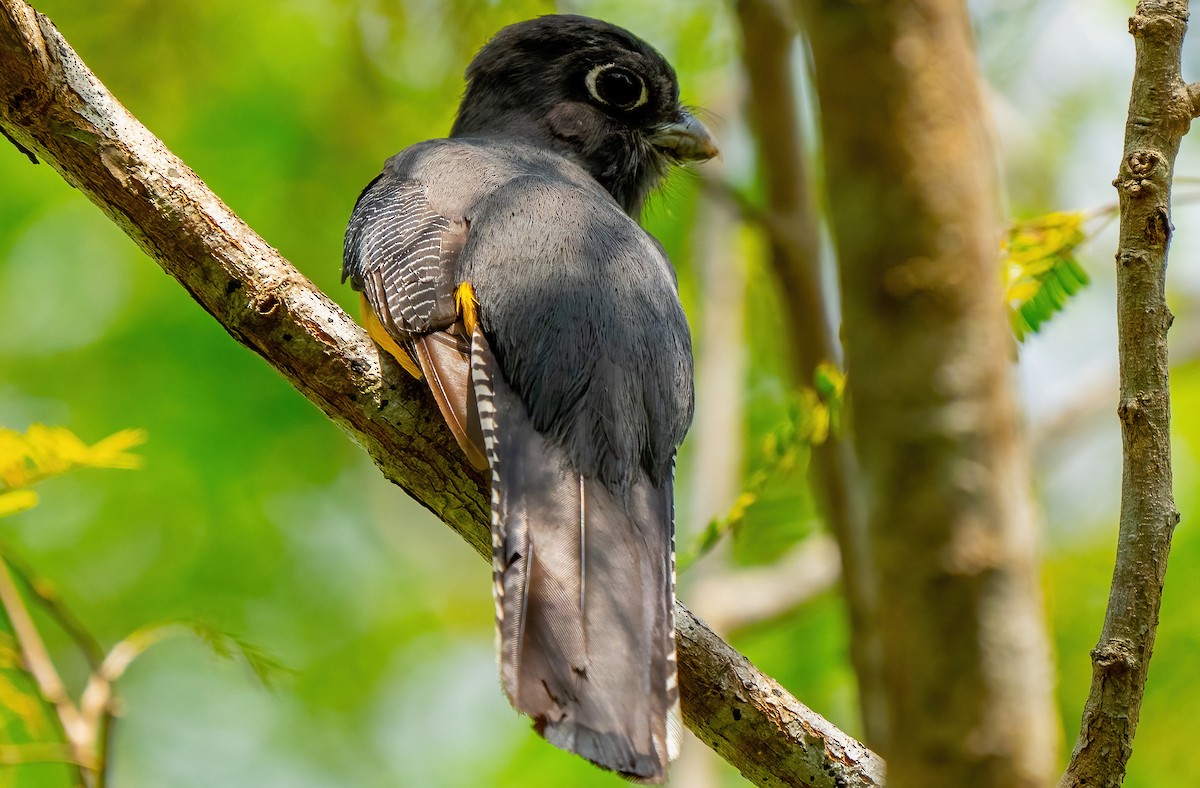 Gartered Trogon - ML555148521