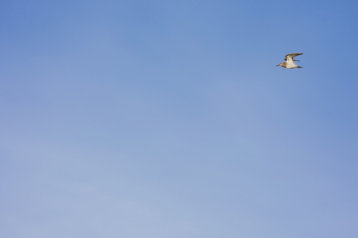 Pectoral Sandpiper - ML555148691