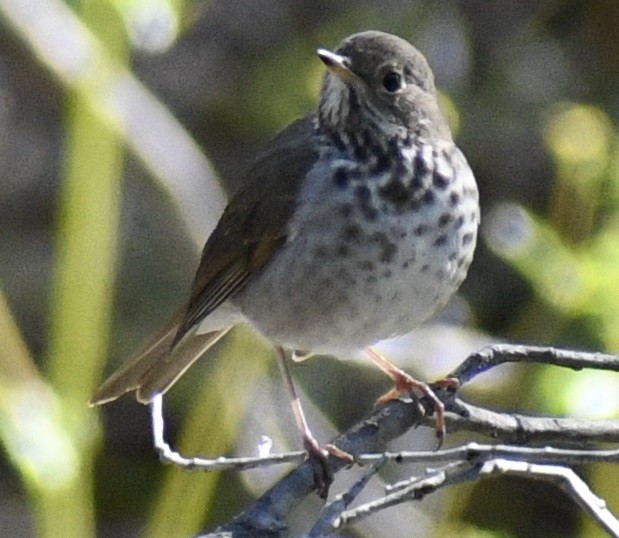 Hermit Thrush - ML555150331