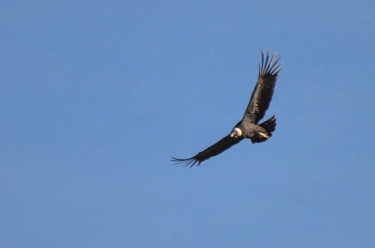 Condor des Andes - ML555151991