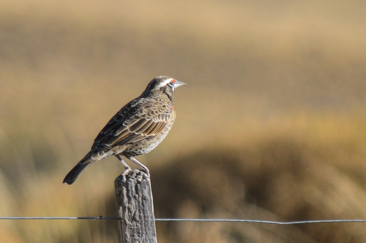 Long-tailed Meadowlark - Paula Haneck