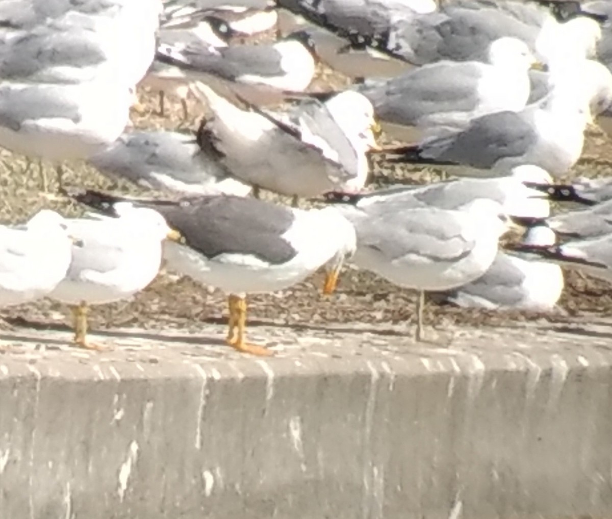 Lesser Black-backed Gull - ML555152551