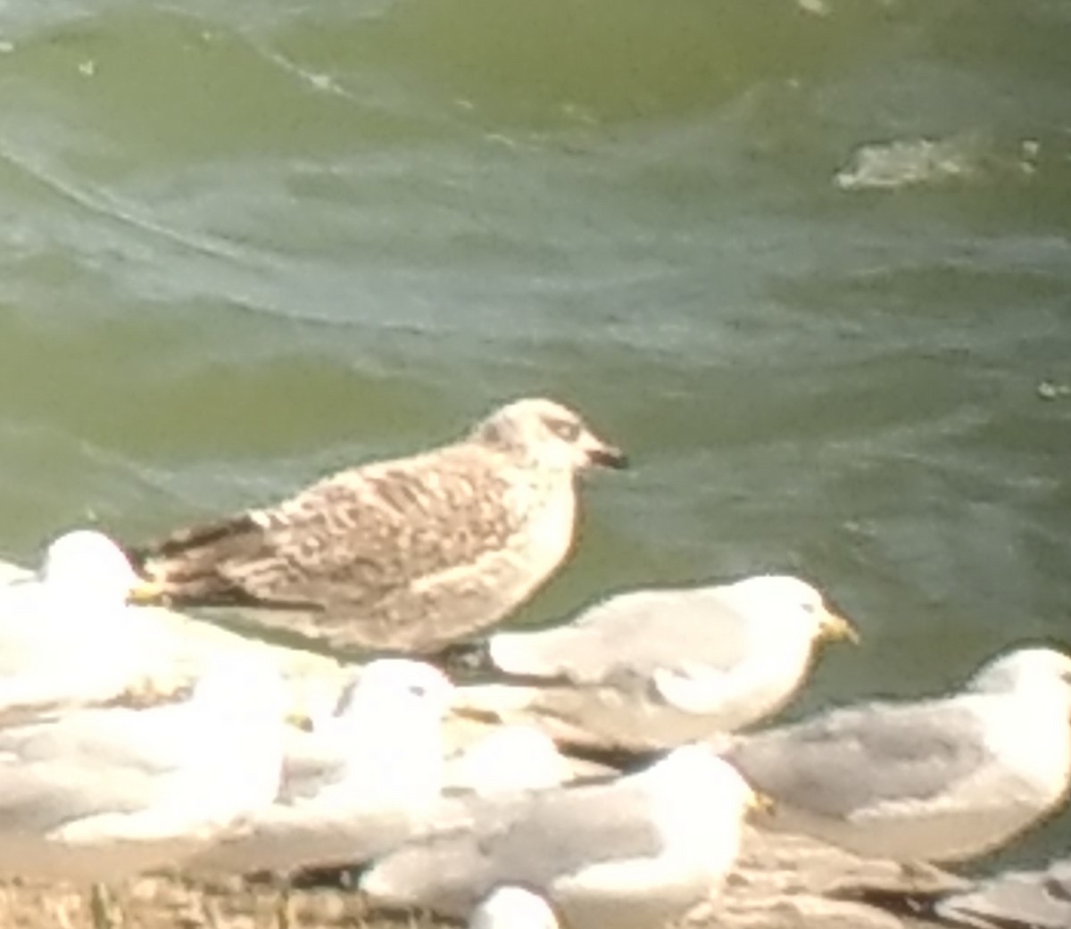 Lesser Black-backed Gull - ML555152661