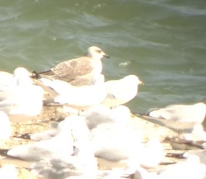 Lesser Black-backed Gull - ML555152831