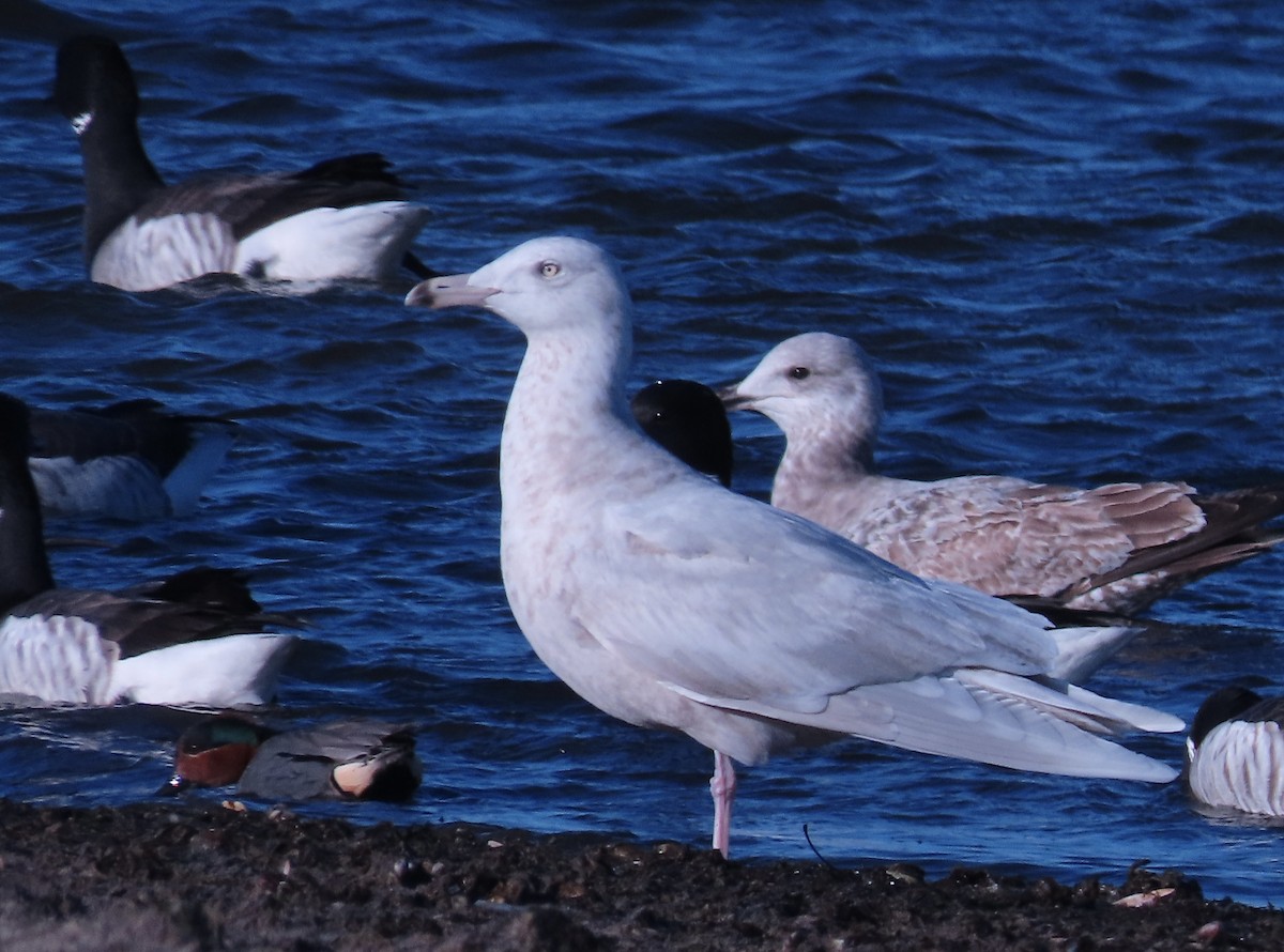 Glaucous Gull - ML555153971