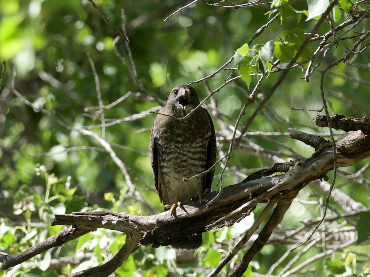 Broad-winged Hawk - ML555154641