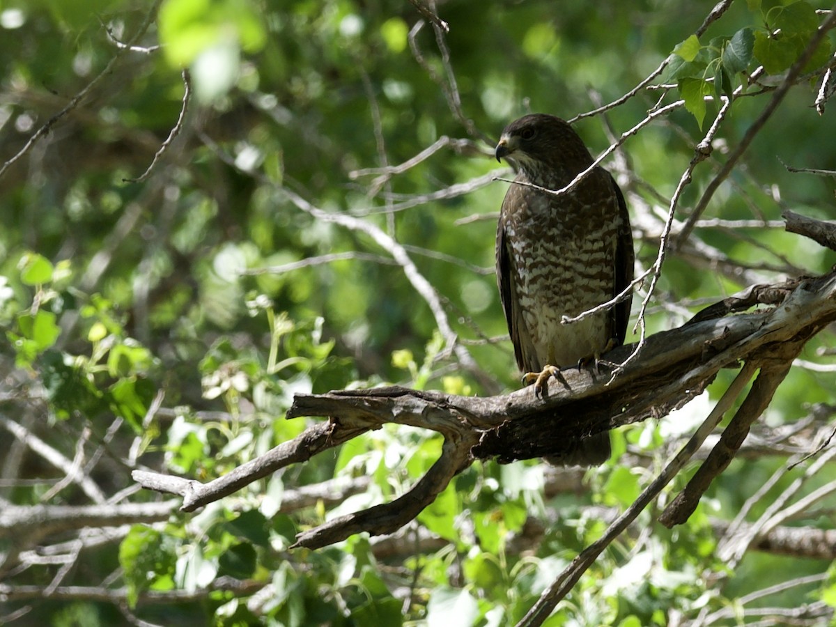 Broad-winged Hawk - ML555154651