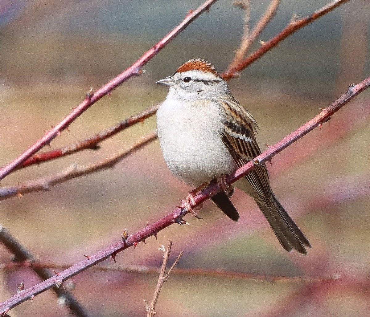 Chipping Sparrow - ML555155481