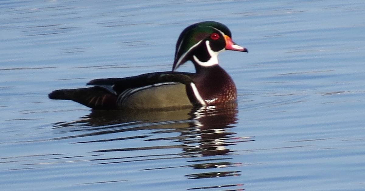 Wood Duck - ML555156021