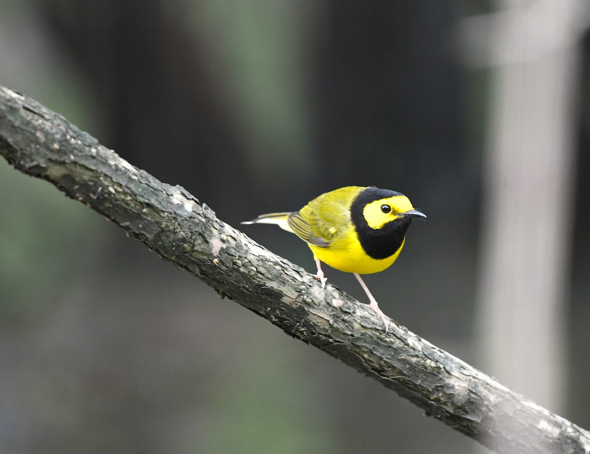 Hooded Warbler - ML555157201