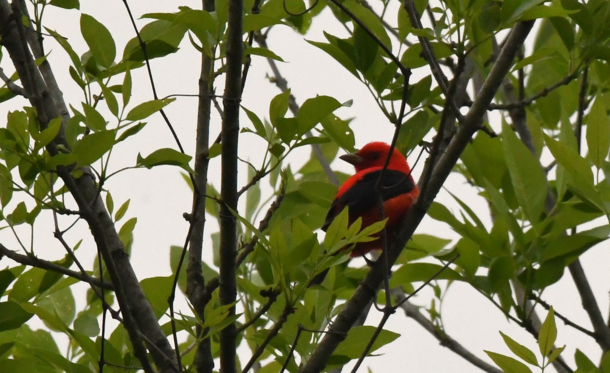 Scarlet Tanager - ML555157471