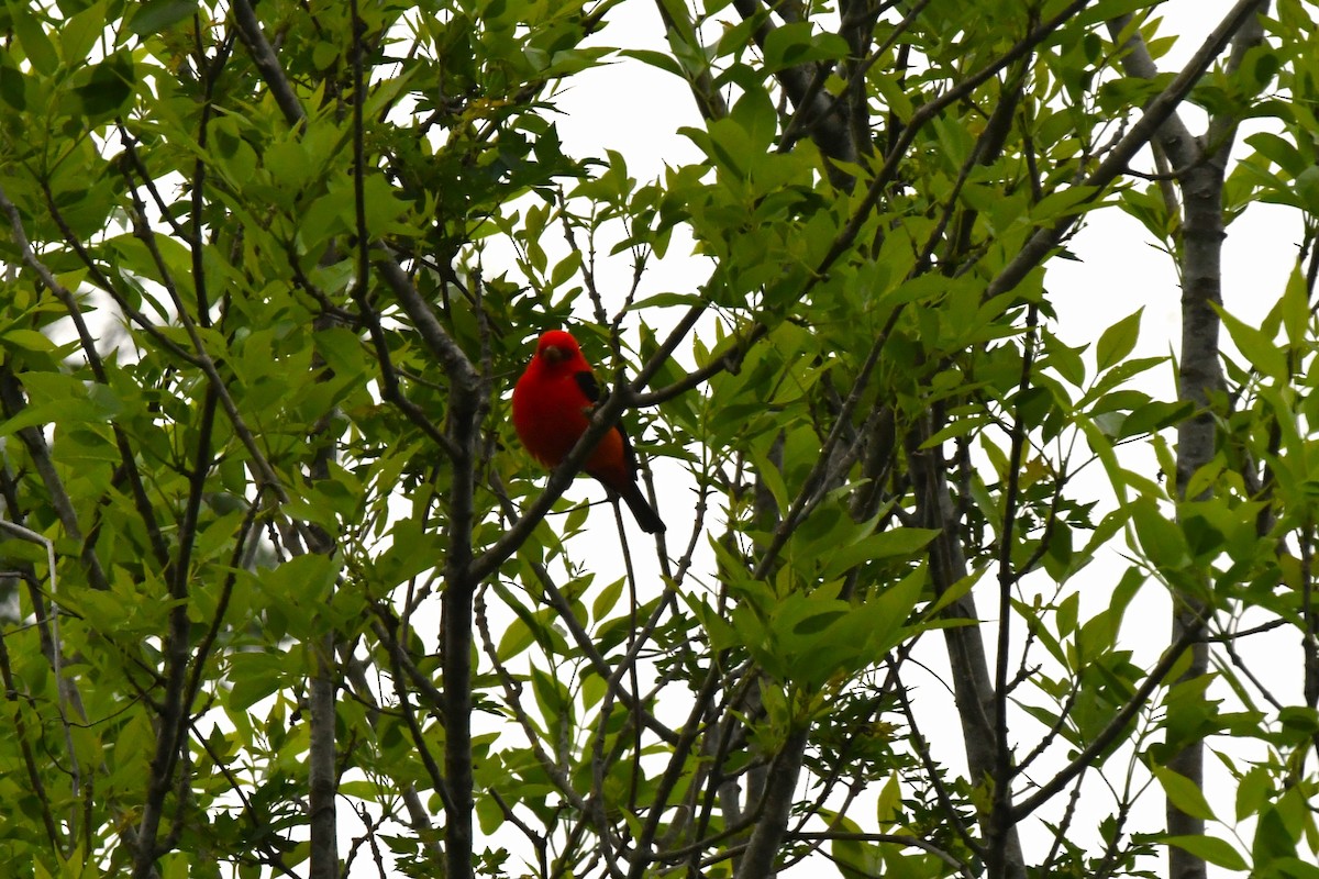 Scarlet Tanager - Timothy White