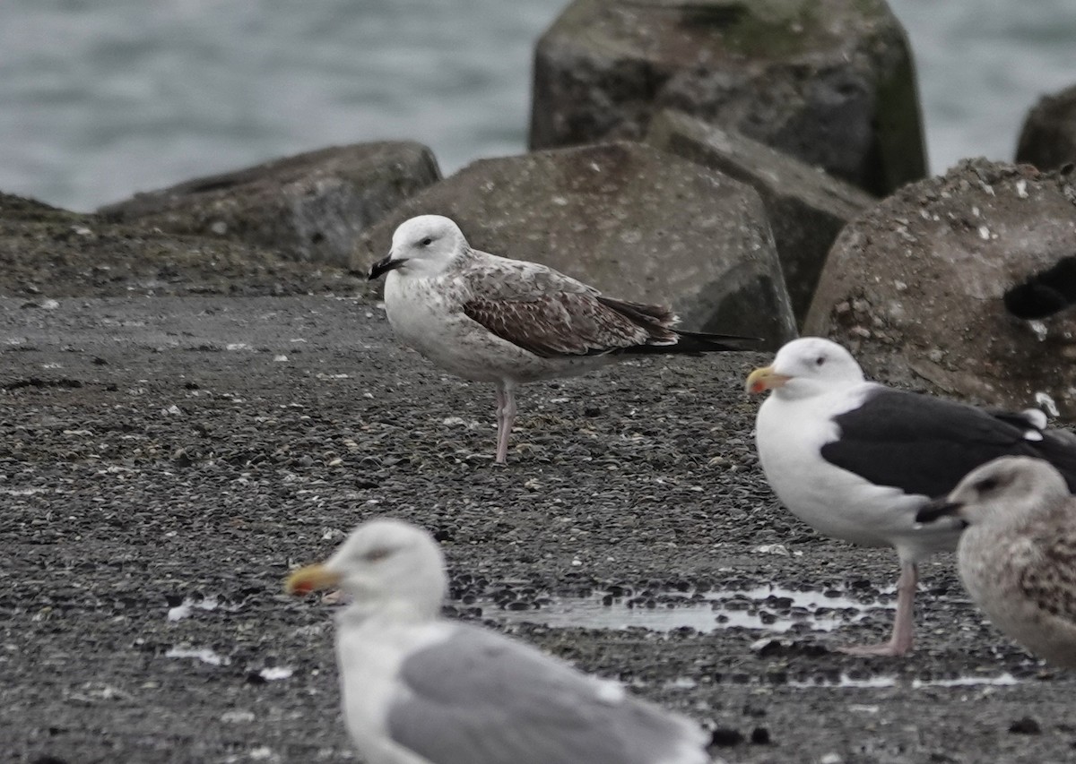 Caspian Gull - Claus Holzapfel