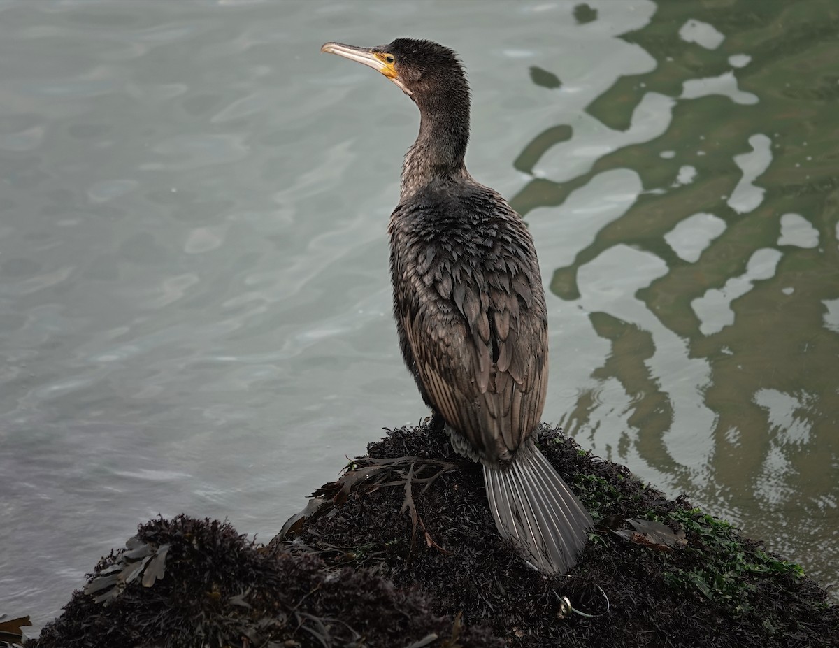 Great Cormorant - ML555158241