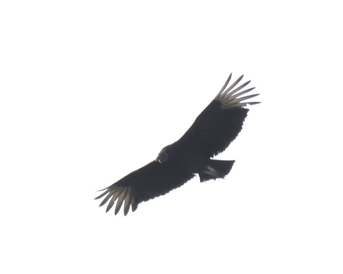 Black Vulture - ML555158981